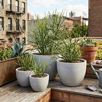 Lightweight GFRC globes showcasing striking pencil cacti against a classic brick architecture backdrop. Premium frost-proof containers engineered for sustainable outdoor living space upgrades in densely populated environments.